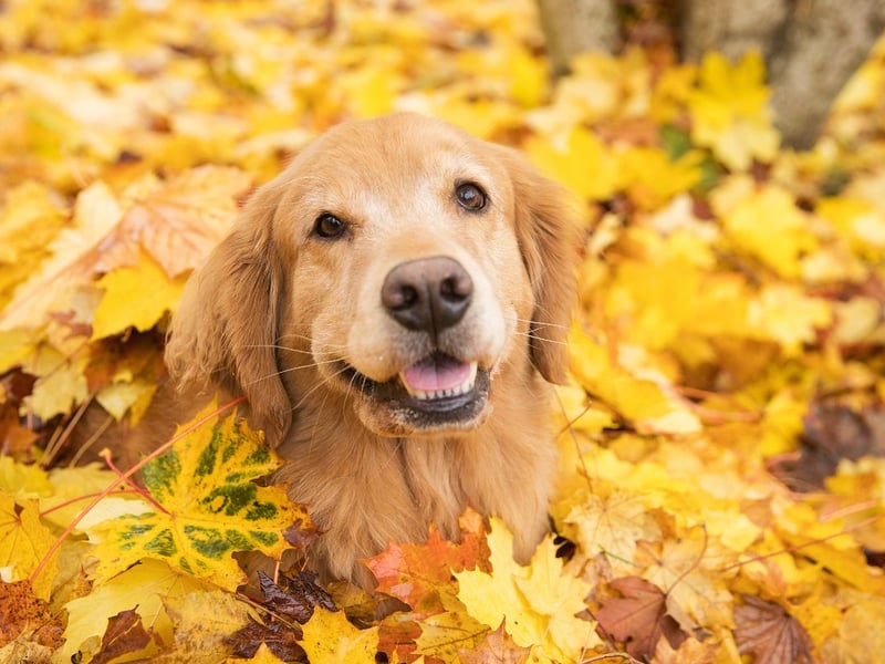 Known for being greedy, the average Golden Retriever wouldn't know when to stop eating and would keep on indulging until they were well over their 27-34kg target weight.