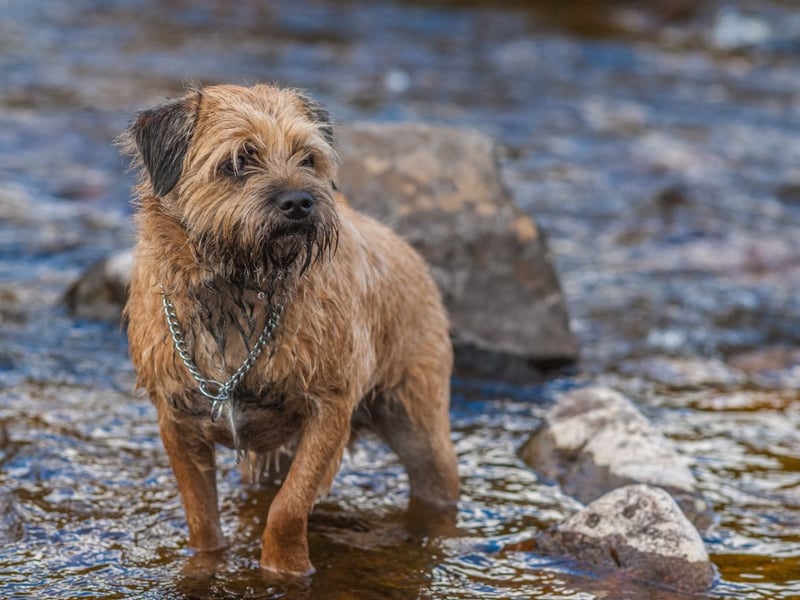 The tiny Border Terrier should only 5-7kg.