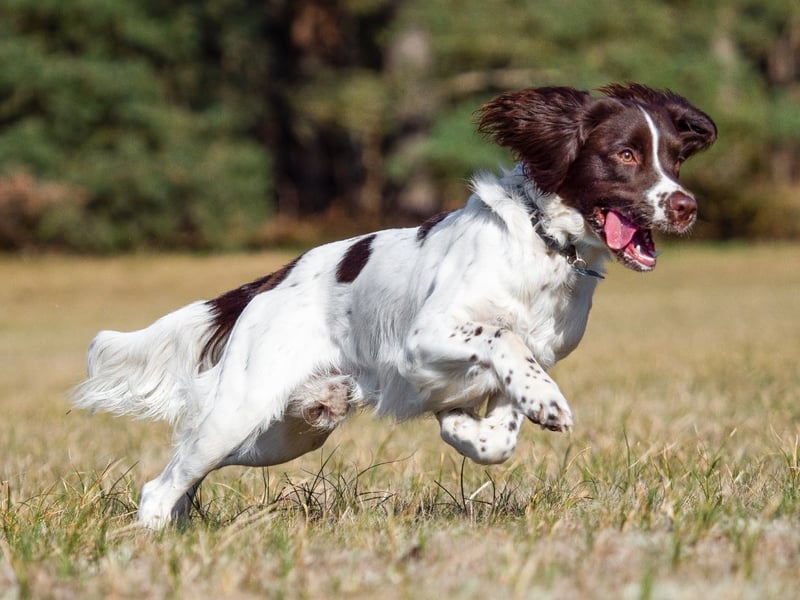 Give your English Springer Spaniel plenty of exercise and a healthy diet and they should weigh in at 16-25kg.