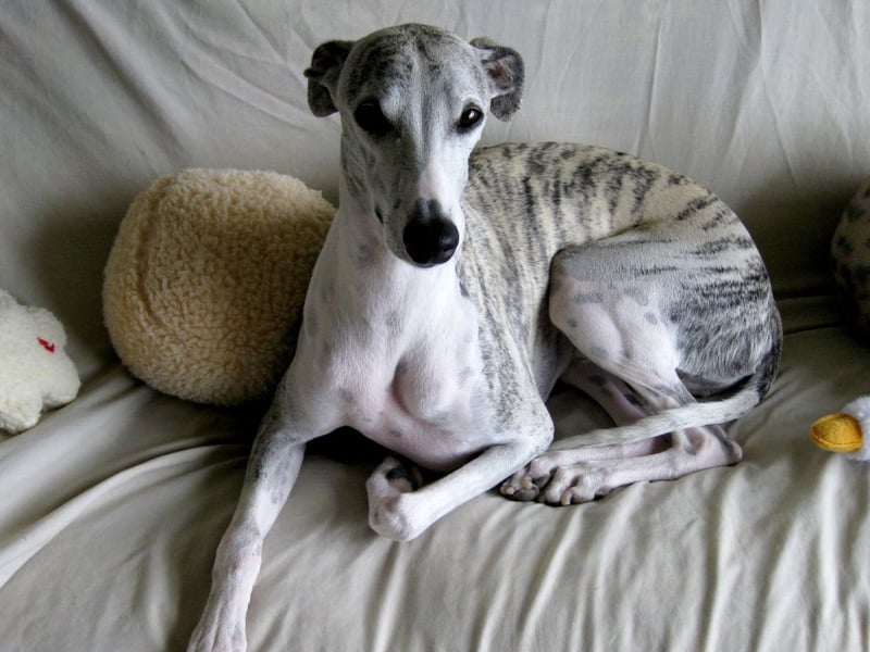 If your Whippet weighs more than 15kg it's maybe time for a doggy diet.