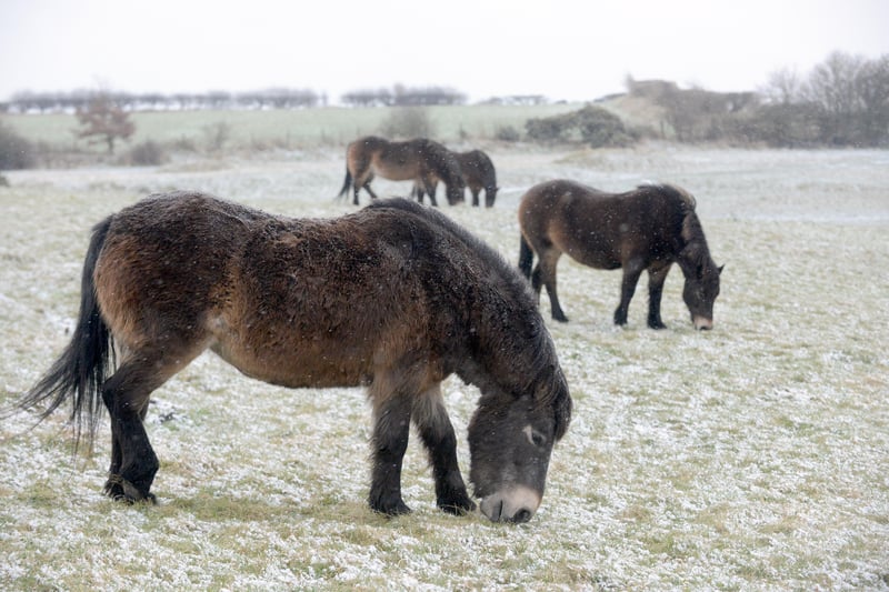 These Exmoor ponies don't seem too perturbed by the cold and snowy conditions.