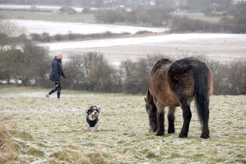 Dogs and dog owners alike have been donning their winter coats.