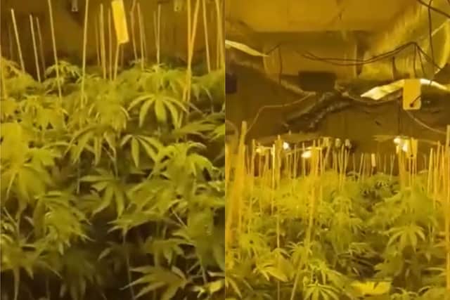 Stills from the video inside the cannabis factory on Howard Street.