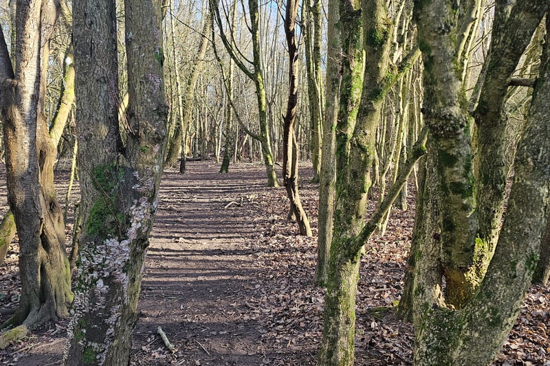 Visitors can enjoy forest trails through the woodland path at Stockwood Open Space Nature Reserve. Be warned, however, that the paths are made of dirt and can become slippery and muddy during and after rainy days.
