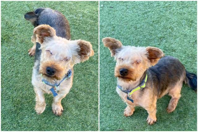 Sheffield-based Thornberry Animal Sanctuary is searching for a home for Jade, a completely blind seven-year-old Yorkshire Terrier with extra special needs.