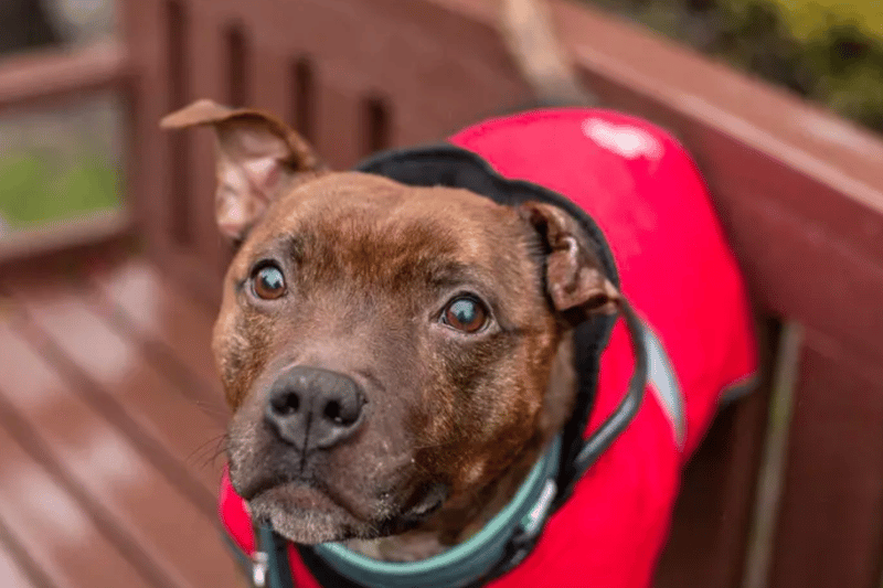 Paddy is a four-year-old Staffordshire Bull Terrier, living at Dogs Trust Manchester. He would need to live in an adult only home with no visiting children. He is fine to walk around dogs at a distance but can be reactive to dogs up close. Paddy cannot live with cats but could live with birds or small furries if kept apart.
