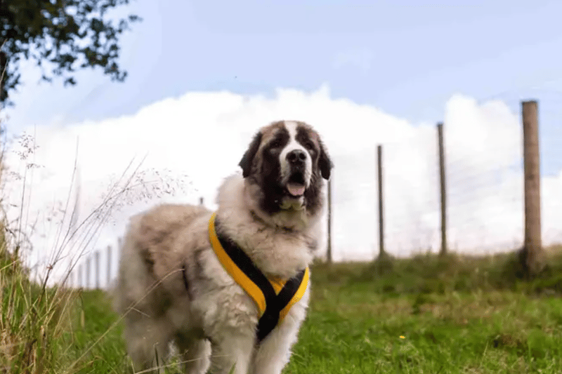Ava is a six-year-old Caucasian Shepherd, currently living at Dogs Trust Manchester. She has a history of barking at unknown people so she will need a home that is comfortable separating her from visitors and any regular visitors will need to be introduced outside of the home. She can live with children aged 15+ as long as they are comfortable and confident around big dogs.