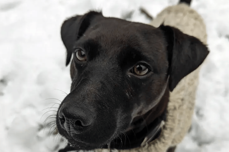 Zelda is a Patterdale cross, estimated to be between two and five years old. Zelda is looking for a home where she is the only pet, and all members of the household must be adults. She is house trained but Dogs Trust don't know if she is used to being alone at all.