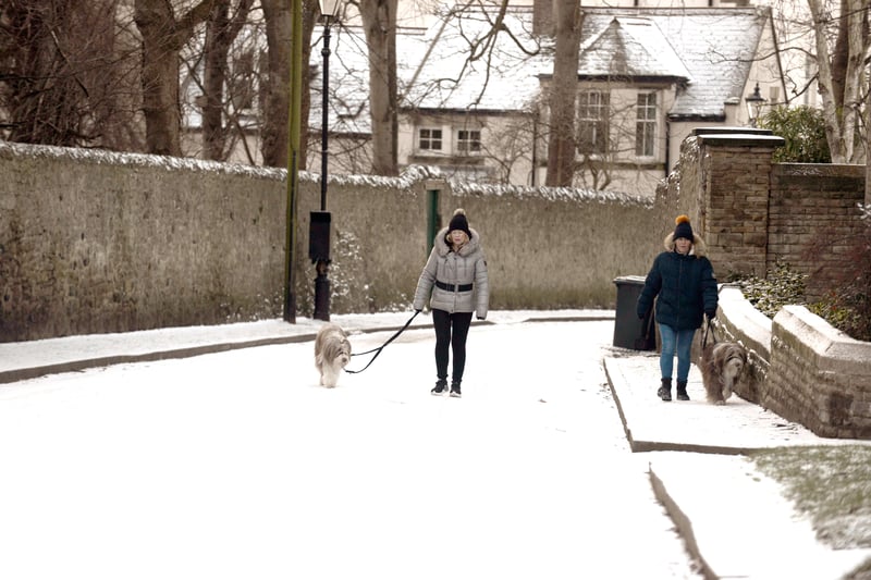 Dogs and their owners braving the snowy conditions to go for a walk.