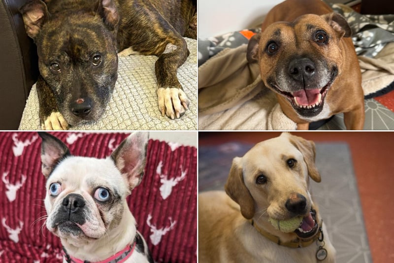 Can you adopt one of these gorgeous dogs in kennels in and near Sheffield?