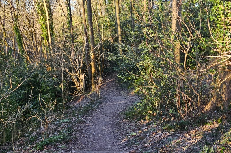 Visitors can enjoy a vast range of forest trails through the woodland path at Coombe Brook Valley. Be warned, however, that the paths are made of dirt and can become slippery and muddy during and after rainy days.
