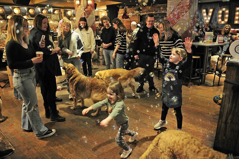 The happiest dog party in town featured great food, lively music, joyful atmosphere.