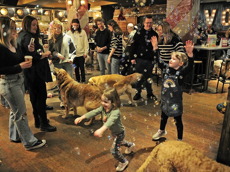 The happiest dog party in town featured great food, lively music, joyful atmosphere.