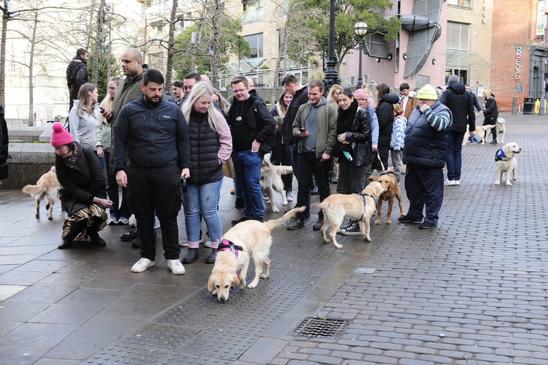 Hundreds of Labradors and their humans enjoyed the event on Sunday.