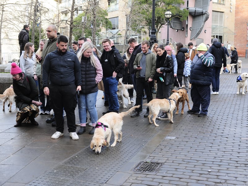 Hundreds of Labradors and their humans enjoyed the event on Sunday.