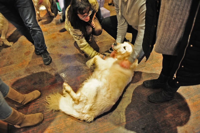 A happy dog enjoying the attention.