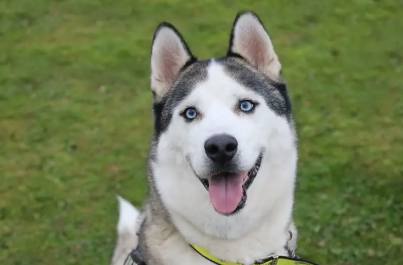 Husky's make great pets for active households. Rocky is used to a couple of hours exercise a day so isn't for the faint hearted. He is strong too when he wants to be. In the home he is completely different and loves to lounge around and chill out on the sofa after a long walk. It would be wise to read up on the Husky breed to ensure Rocky's needs can be met in hi new home.