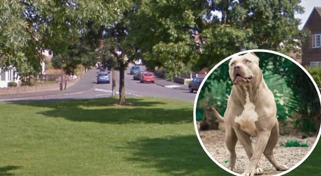 Man arrested after two XL Bullies allegedly attack another dog