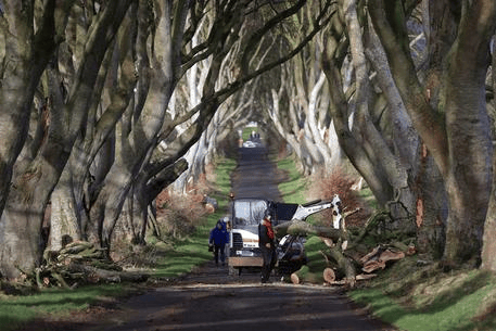Workmen continue their clear up as a number of trees in Northern Ireland made famous by the TV series Game Of Thrones have been damaged and felled by Storm Isha