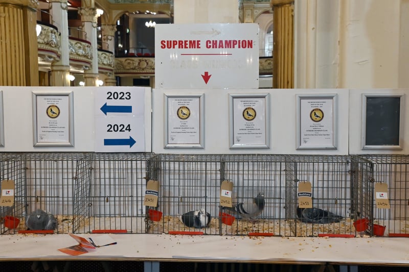Champion pigeons