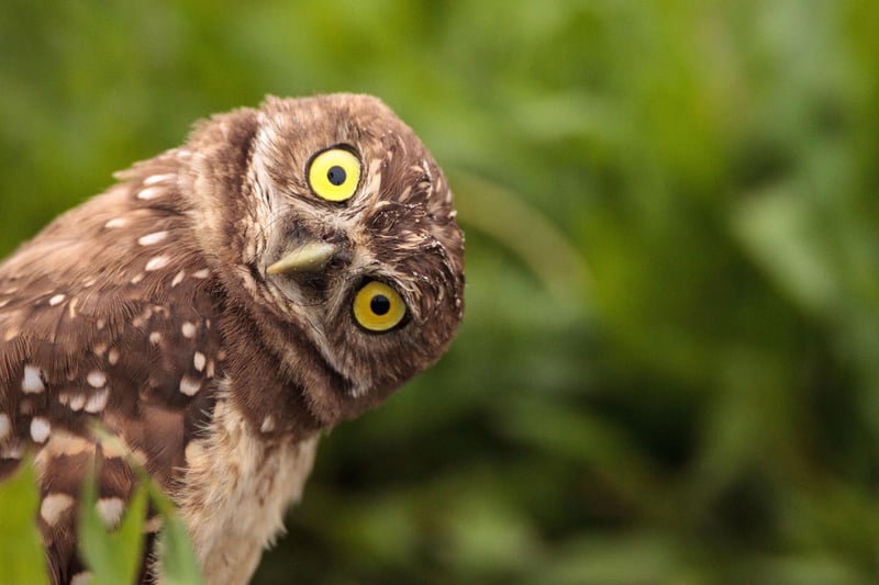 Fancy meeting a parliament of owls? Located in Polkemmet Country Park, just off the M8 motorway near Whitburn, the Scottish Owl Centre lays claim to the largest collection of owls in the world. Get up, close and personal with some of the amazing birds of prey and enjoy the regular flying displays.