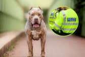 The rules and restrictions around XL Bully dogs have been outlined by South Yorkshire Police and the Government, ahead of a change in the law next month