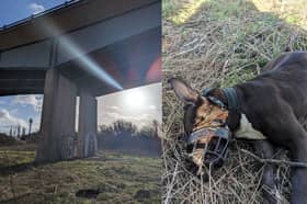 The black and white female pet was found by a dog walker who was in the area known as The Washlands - which part of the A57 flyover near Beighton runs across - at around 11am on Monday (January 22, 2024)