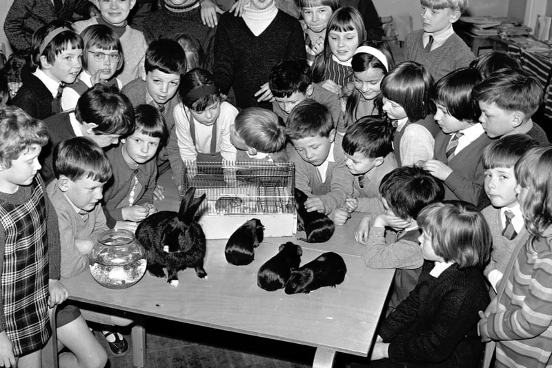 Children at Murrayburn primary school at their Pets Corner in April 1969.  The animals include a rabbit, guinea pigs, hamster and goldfish.