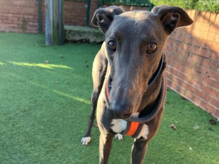 Baloo is a very handsome blue boy. He is very affectionate and enjoys time in reception helping with admin tasks, adjusting to life away from ‘kennels’ Baloo has never wanted to race as he has always preferred to cuddle instead. He could potentially live with other dogs of a similar size and children over 12 years old.