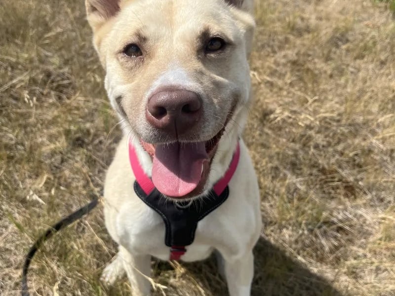 Four-year-old Taz is a GSD x Akita who came to the centre last year after a family could no longer adopt her. She went through lots of training and was adopted again but this did not work out for her. Now, she is ready to find her forever family. She would love to be walked in quiet areas and would suit a family that is happy to help her continue her training around other.