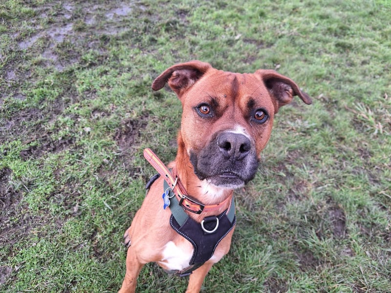 Two-year-old Boxer Rocky has been looked after by the centre since being abandoned by his previous owner. He was left to go hungry and sadly lost lots of weight, but has since enjoyed treats and tasty meals. He'd suit a family who can cope with his strength and continue his training. He would need to be the only dog in the home.