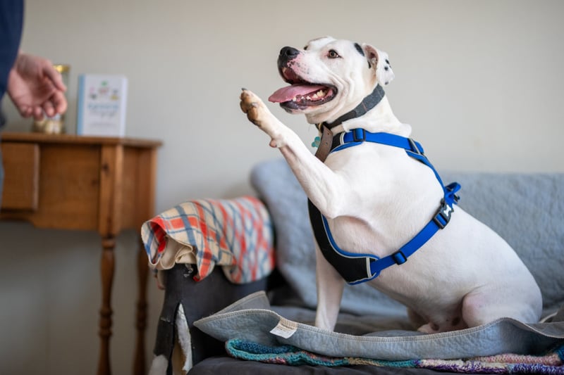 Zeus, a Staffie X, is a three-year-old bundle of energy and is looking for a family willing to offer unconditional love and keep up with his training. He can be unsure of other dogs so would suit a family that could help him feel comfortable when out on walks. Despite getting over excited at times, he loves a cuddle.