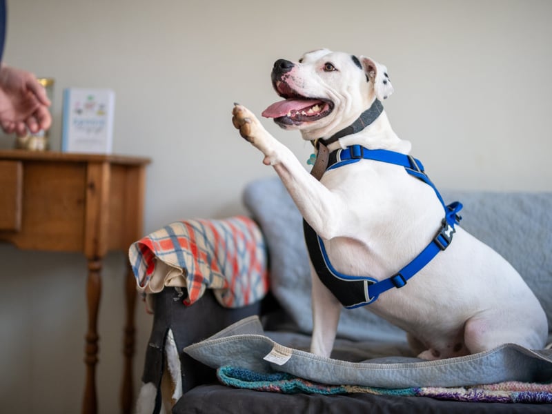 Zeus, a Staffie X, is a three-year-old bundle of energy and is looking for a family willing to offer unconditional love and keep up with his training. He can be unsure of other dogs so would suit a family that could help him feel comfortable when out on walks. Despite getting over excited at times, he loves a cuddle.
