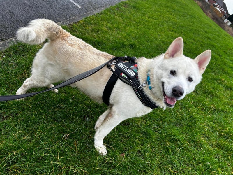 One-year-old Rocky Mountain is an Akita who's full of personality. It took him a while to settle into kennel life but he's now much happier and learning lots with the team. Rocky Mountain loves to play and run about, as well as going on long walks. He'd suit a family who are confident with big breeds.