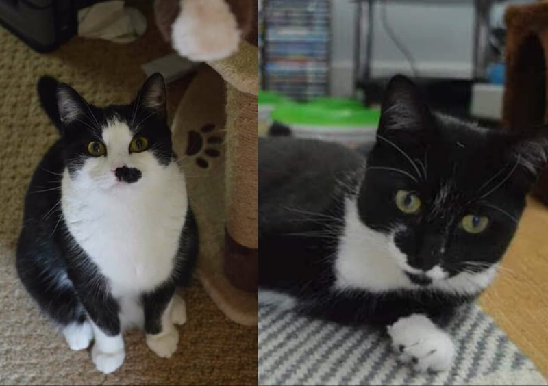 Five-year-olds Ares and Athena are a bonded pair of siblings who have much love and affection towards one another. Unlike Greek Mythology, neither are into war - opting instead for cuddles. They'd suit a home with cat savvy kids and a garden to explore.
