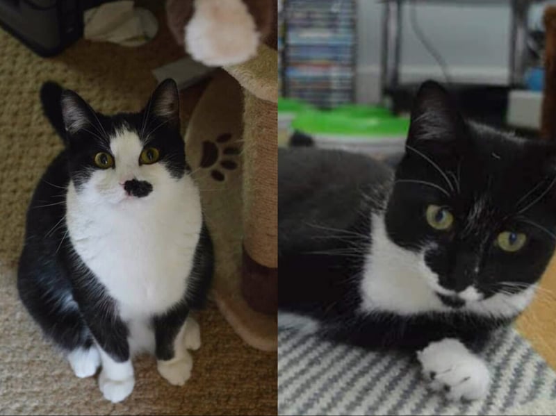 Five-year-olds Ares and Athena are a bonded pair of siblings who have much love and affection towards one another. Unlike Greek Mythology, neither are into war - opting instead for cuddles. They'd suit a home with cat savvy kids and a garden to explore.