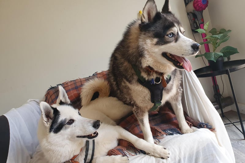 Huskies Tala and Goose had a tough time before coming to the RSPCA's centre in Leeds as they were both kept in cages for long periods of time. Goose, 12, is deaf and loves zooming about fields, while seven-year-old Tala enjoys chilling out.