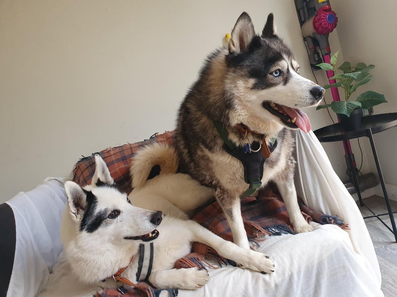 Huskies Tala and Goose had a tough time before coming to the RSPCA's centre in Leeds as they were both kept in cages for long periods of time. Goose, 12, is deaf and loves zooming about fields, while seven-year-old Tala enjoys chilling out.