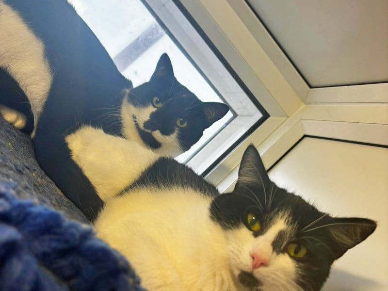 One-year-olds Prinny and Davie are brother and sister who came into the centre after living in squalid conditions. They would prefer a quieter home with adults only who have cat experience.