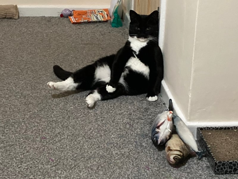 Four-year-old Rosie is playful, affectionate and inquisitive girl. She'd suit a home that would bring out her younger side again. With lots of love to give to the right (adult only) family, she's bound to steal your hearts.