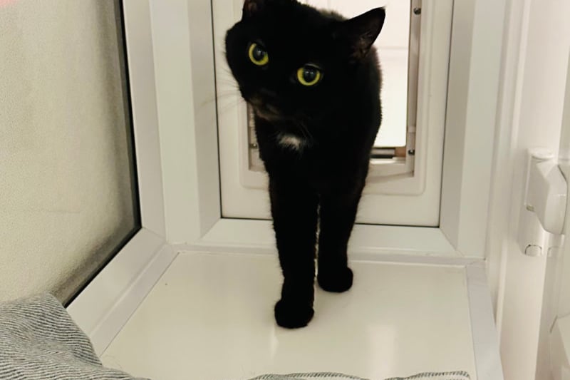 Scruffy is a two-year-old who is well-groomed with a silky coat and stunning yellow eyes. She would suit a quiet, adult home and with those who are experienced with cats.
