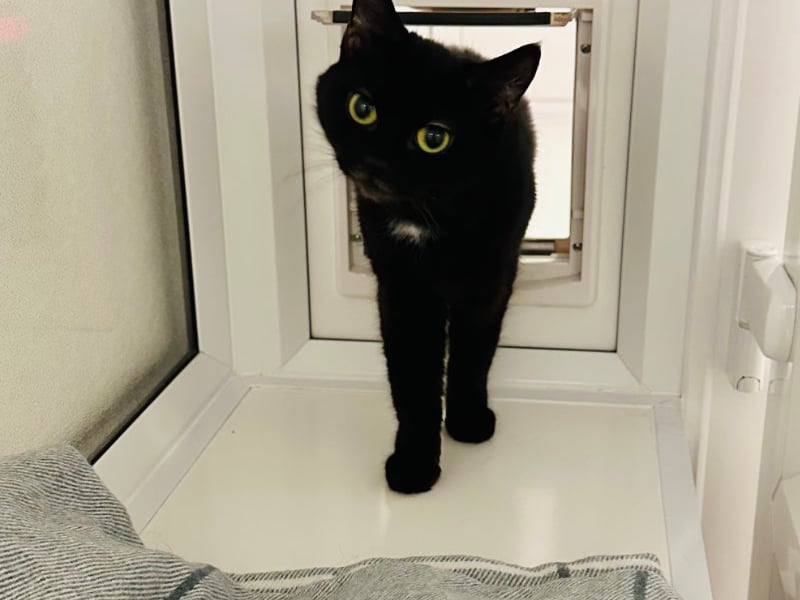 Scruffy is a two-year-old who is well-groomed with a silky coat and stunning yellow eyes. She would suit a quiet, adult home and with those who are experienced with cats.