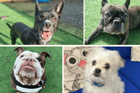 These adorable dogs are looking for forever homes. 