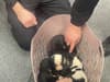 Barnsley pups: Adorable litter of pups abandoned at Goldthorpe police station