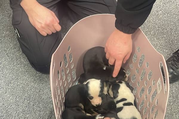 This adorable litter of pups was abandoned at a Barnsley police station
