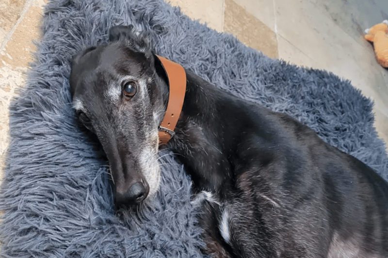 Eric is a nine-year-old Greyhound who can live with other dogs and children aged ten and over. He is house trained, can be left alone for four hours and has not raced in many years. Eric does have an autoimmune deficiency that requires medication.