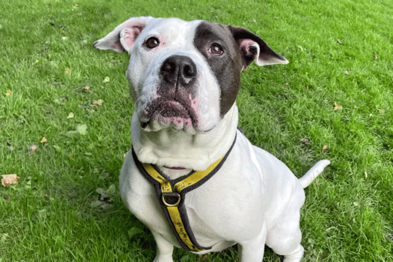 Skye is a four-year-old American Bulldog, who needs an adult only home with no other pets, although she likes to walk with other calm dogs. She is deaf but knows lots of signs. Dogs Trust have sought expert advice and do not believe Skye would be considered an American XL Bully type.