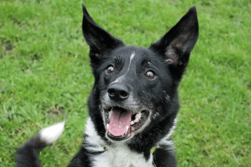 Star is a Border Collie, believed to be between five and seven years old. Star would do well with an experienced Collie owner and needs to be the only pet at home and any children will have to be older than 16. He is house trained and would prefer not to be left more than an hour or two. Star needs a secure garden.