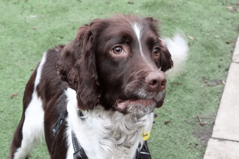 Scooby is an English Springer Spaniel, estimated to be an around one years old. He can live with children over the age of 10 and another dog. Scooby is house trained and can be left alone for a couple of hours as long as he has had a good walk and is left with something to do. He is from working lines and will need lots of mental and physical exercise.