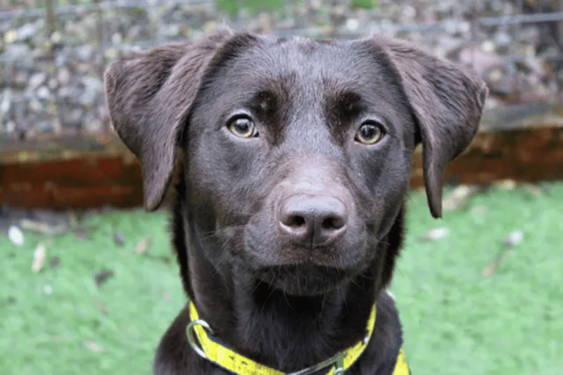Luna is a Labrador Retriever, believed to be between one and two years old. Luna will need to be the only pet at home, and any children in the house will need to be of high school age. Dogs Trust are unsure if Luna is house trained as she was a stray. She will need someone there with her most of the day.